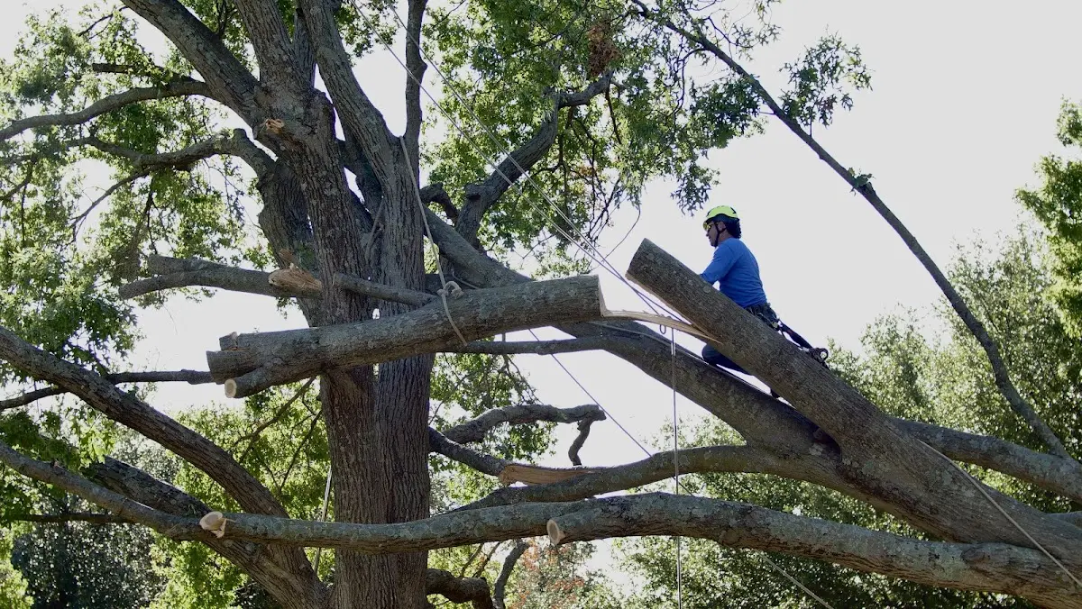 Professional Crown Thinning performed by certified arborists in Hurst
